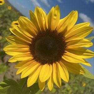 Meet your Posher, Niki